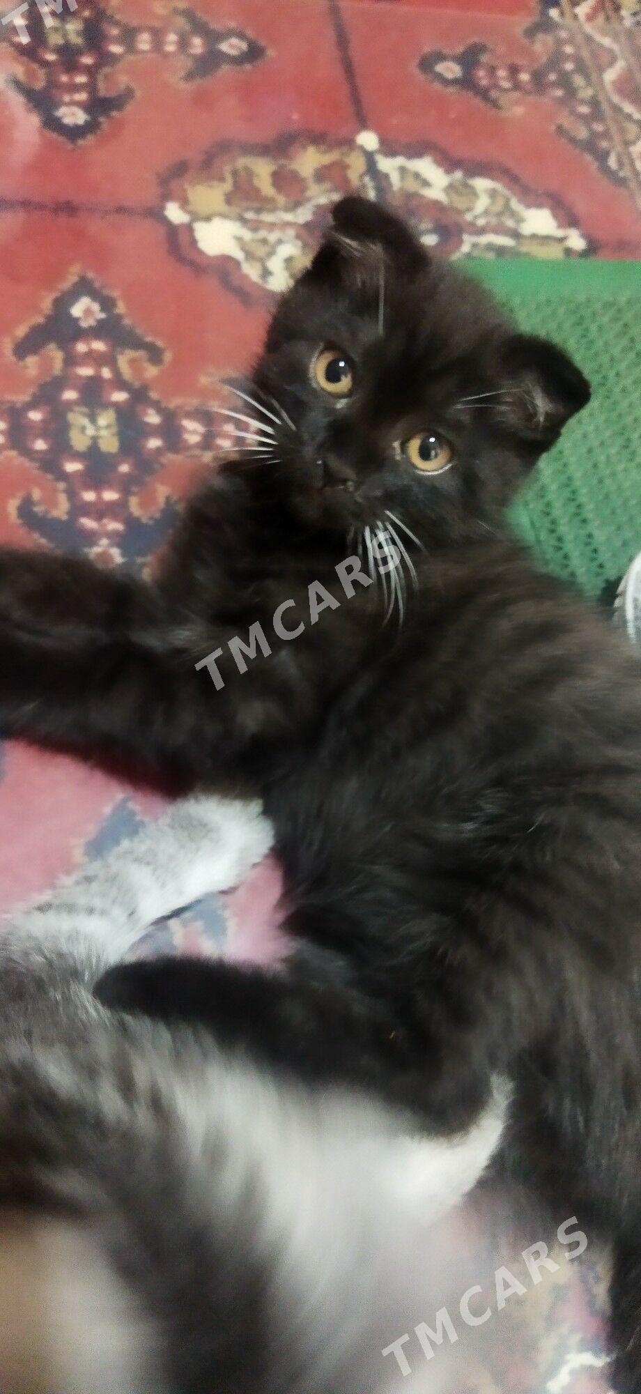 Котята - Türkmenabat - img 4