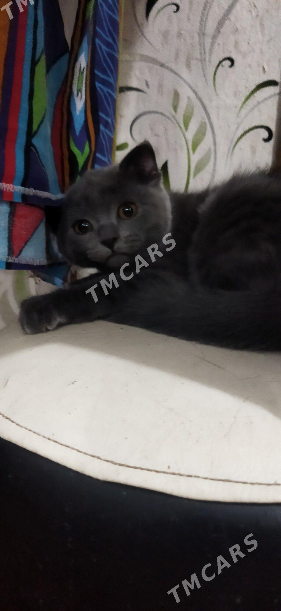 Котята - Türkmenabat - img 2