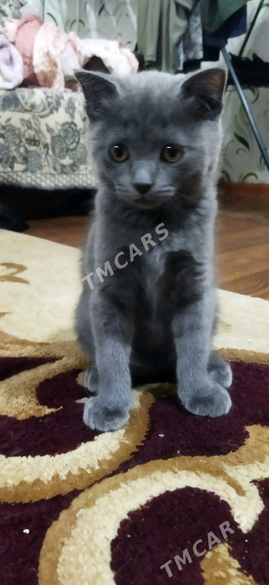 Котята - Türkmenabat - img 9