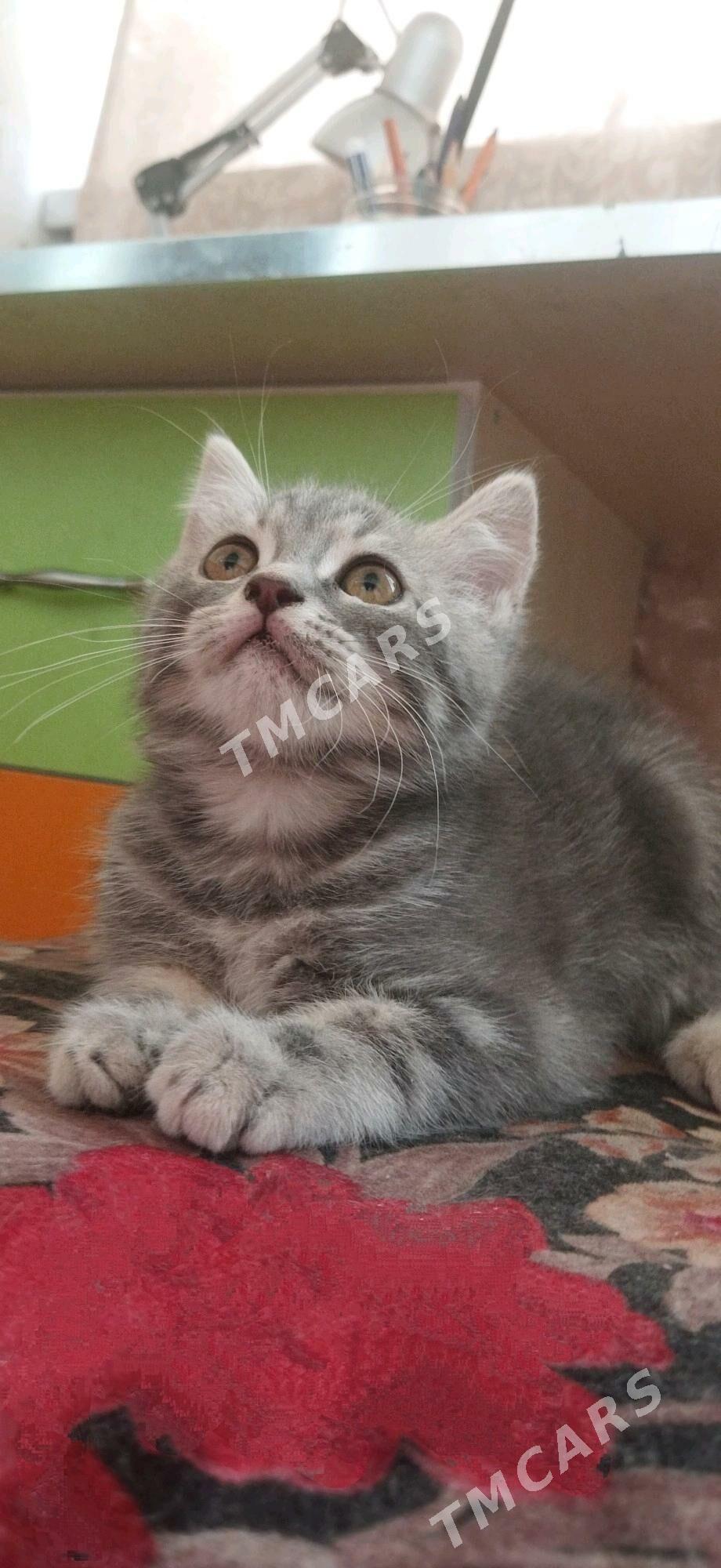 Котята - Türkmenabat - img 10