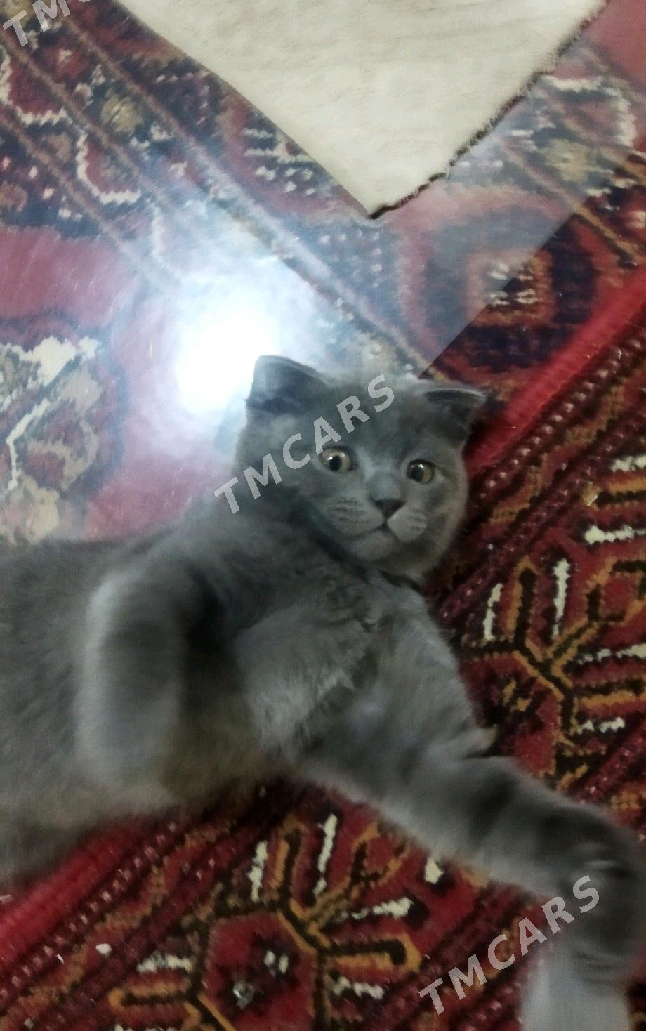 Котята - Türkmenabat - img 8