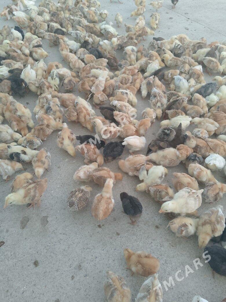 juyje - Çoganly - img 3