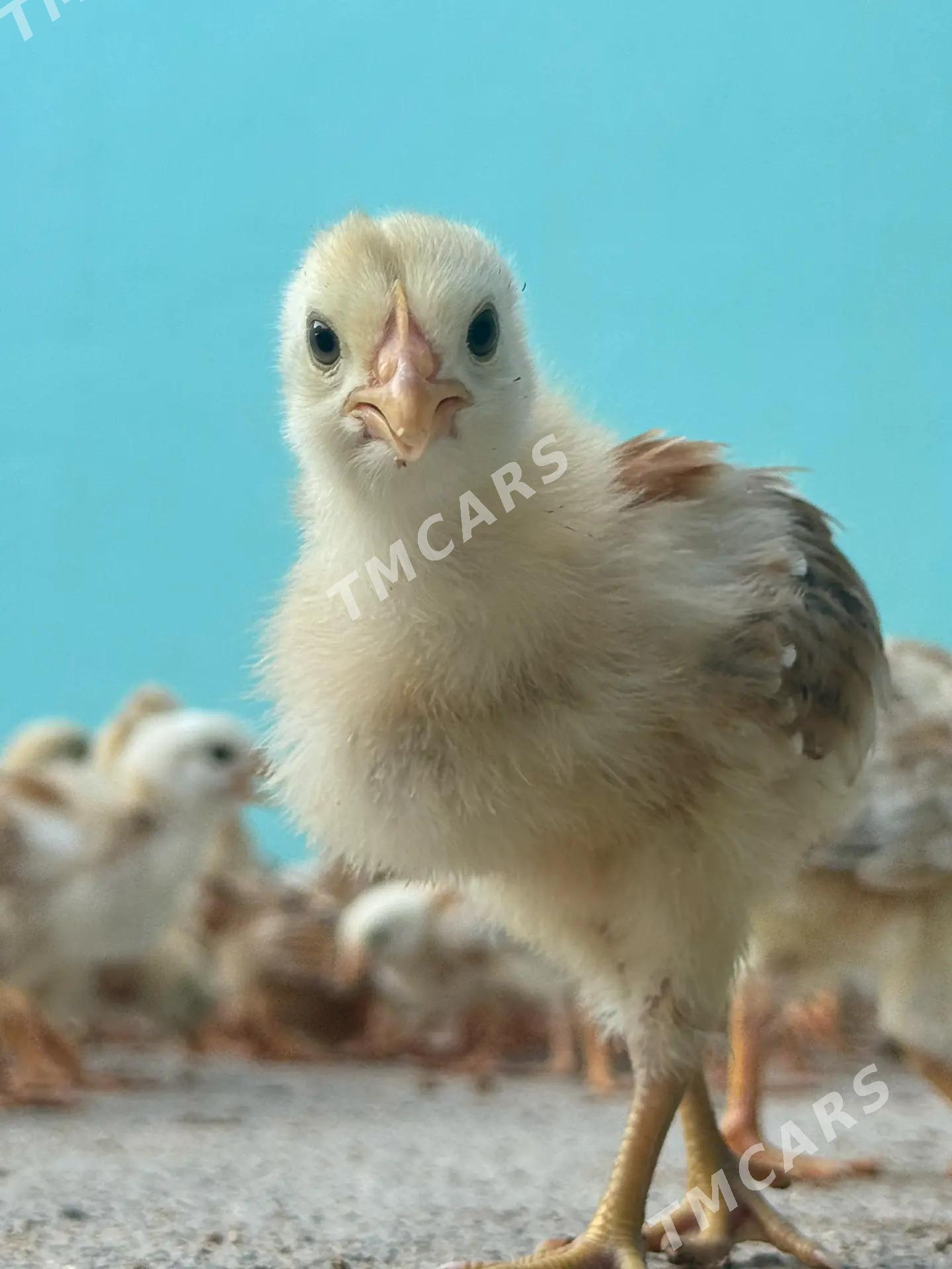 juyje - Çoganly - img 2