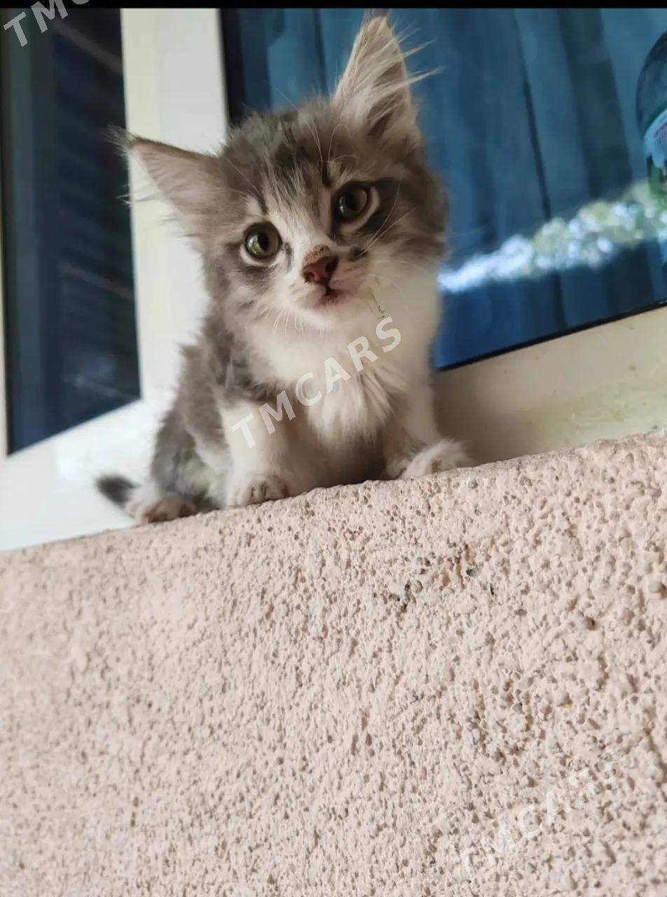 Котята - Mary - img 2