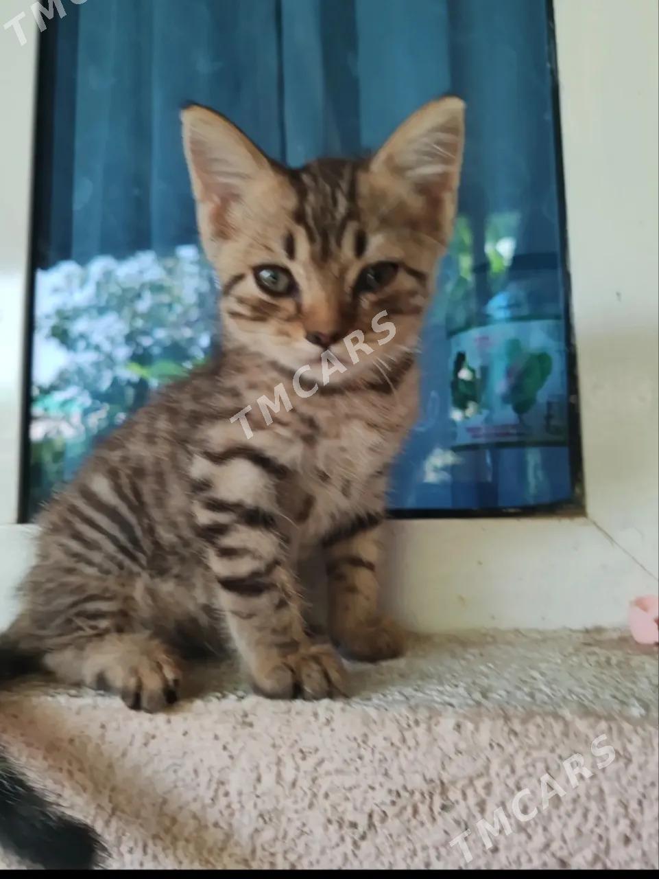 Котята - Mary - img 3