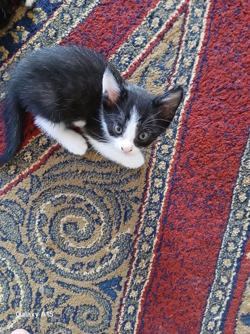 котята вислоухие - Бузмеин - img 7