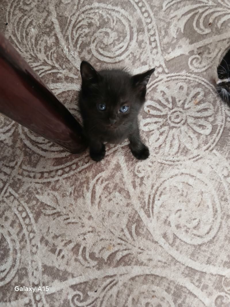 котята вислоухие - Бузмеин - img 5