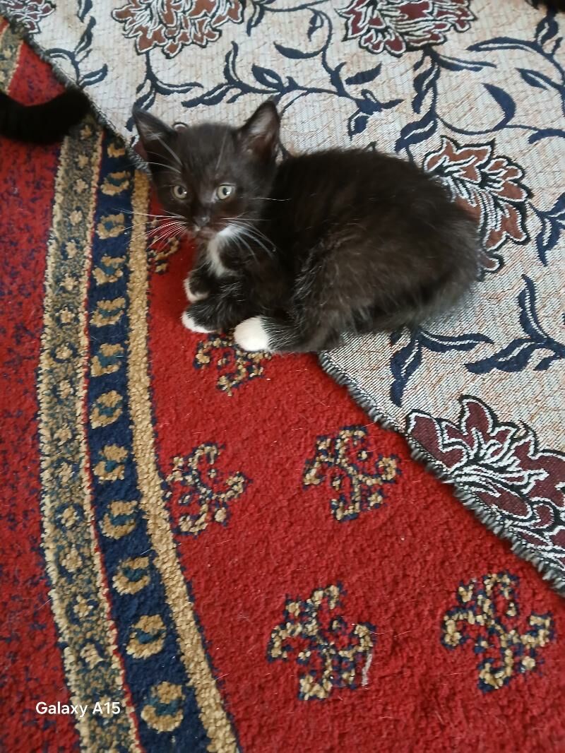 котята вислоухие - Бузмеин - img 8