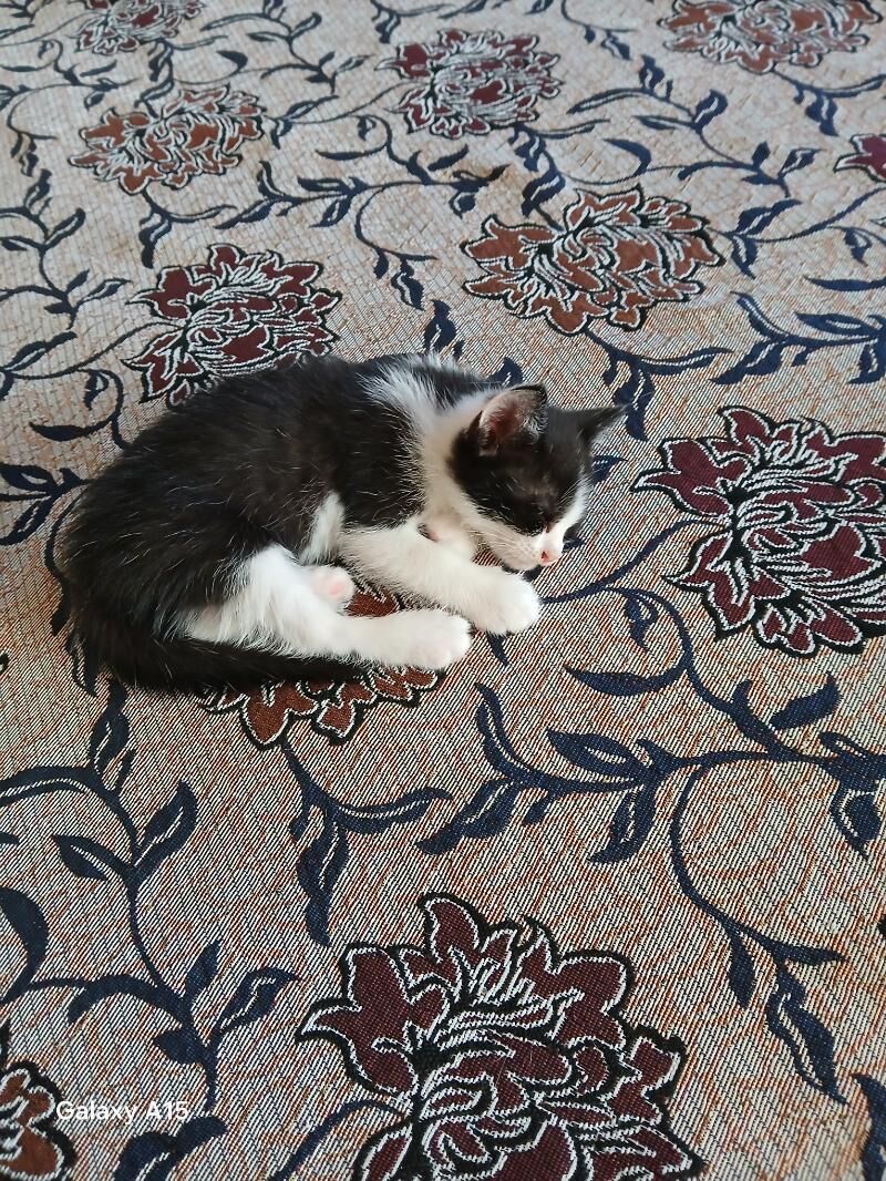 котята вислоухие - Бузмеин - img 9
