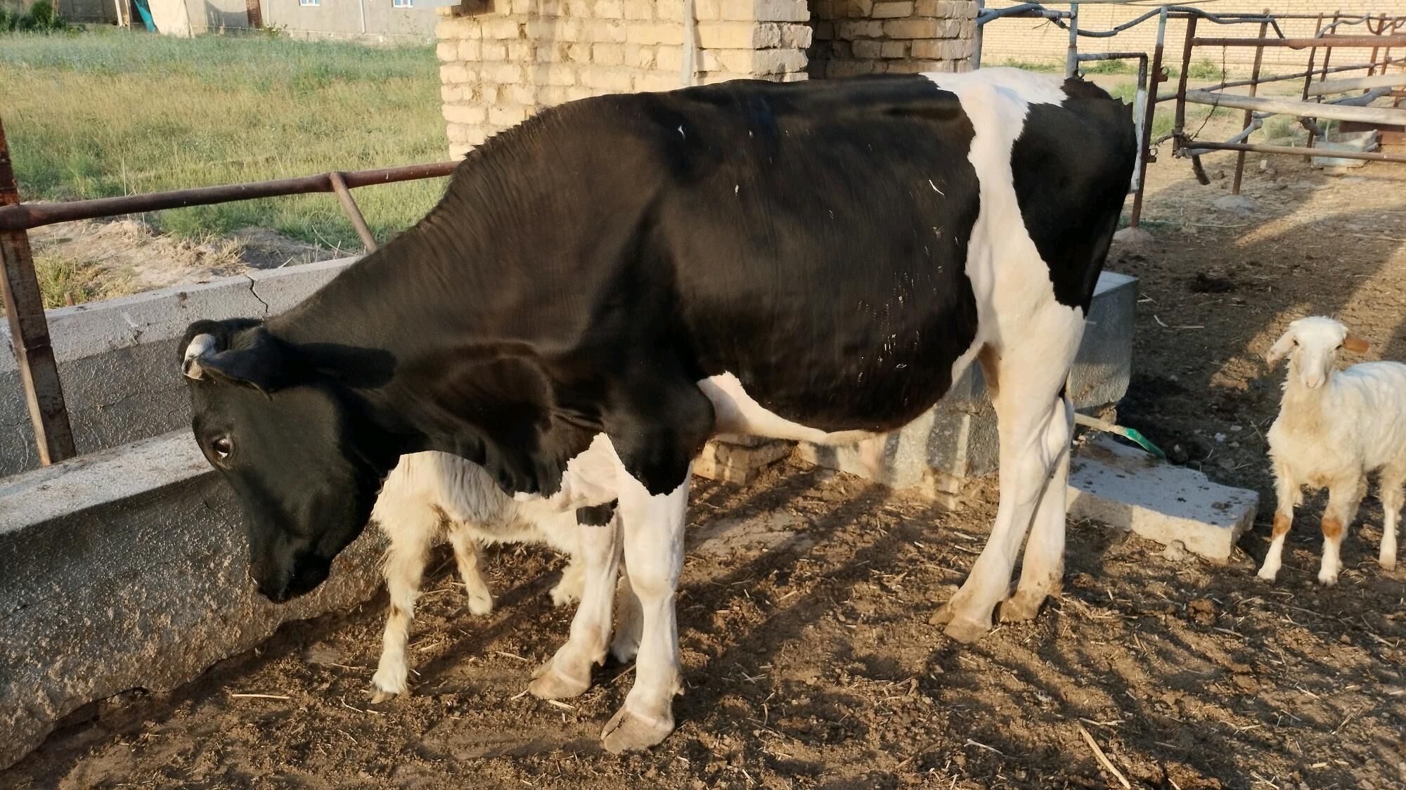 Galişdeýin Öküz - Ýolöten - img 3