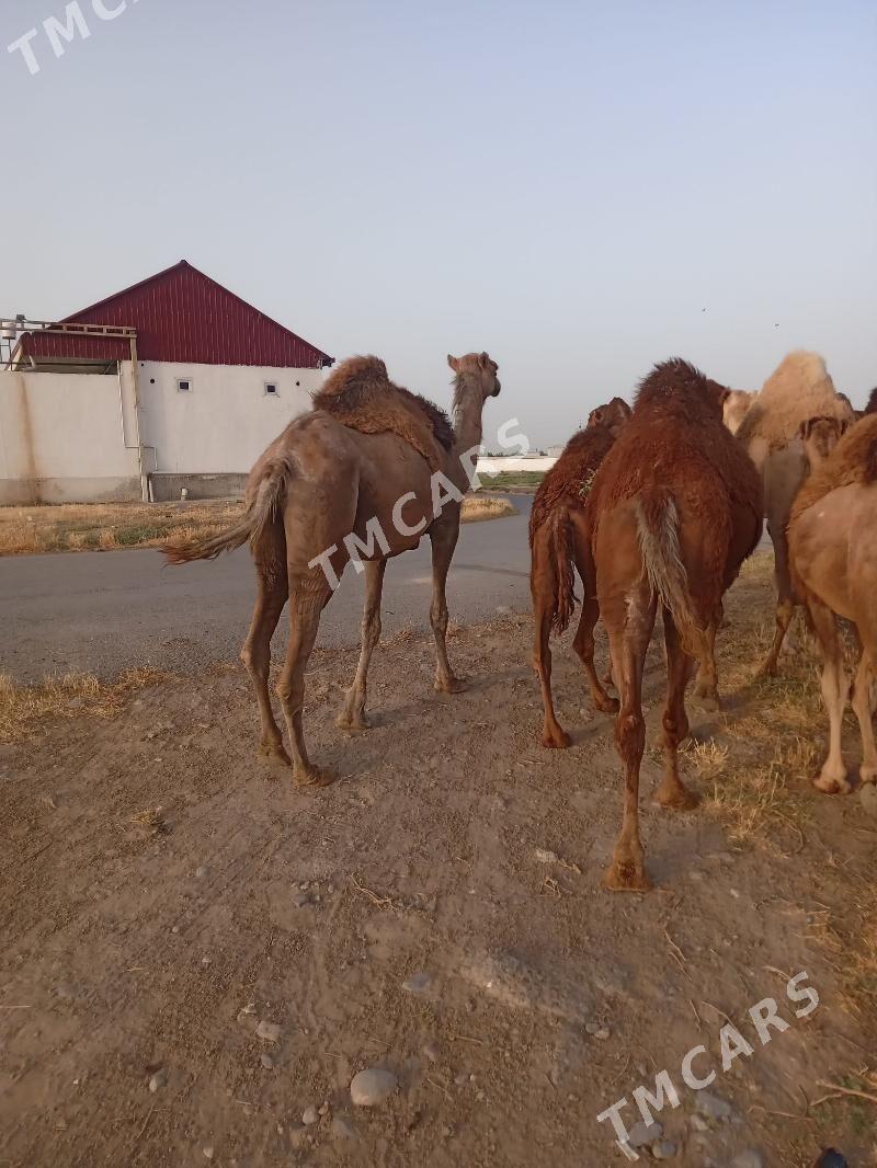 köşekli düýe - Aşgabat - img 2