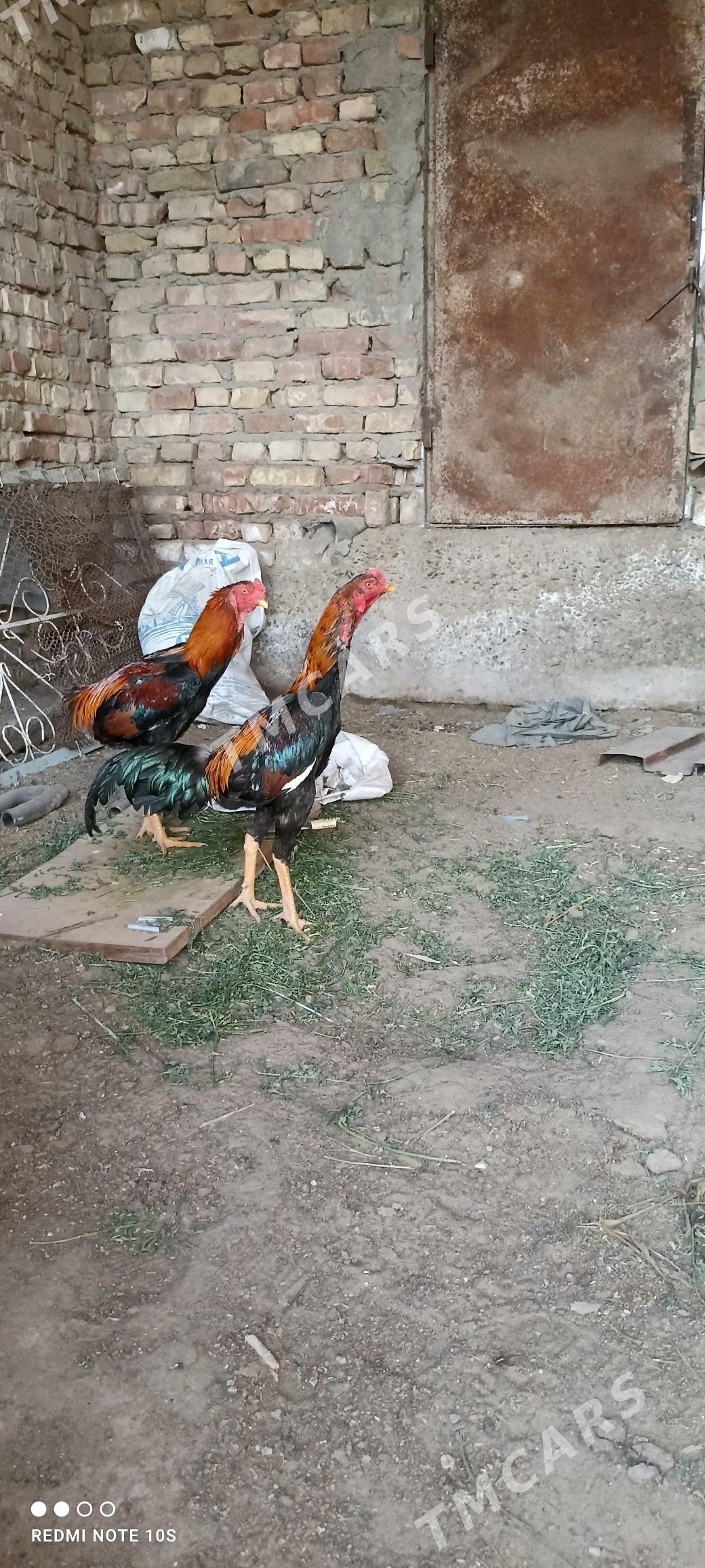 özbek - Türkmenabat - img 2