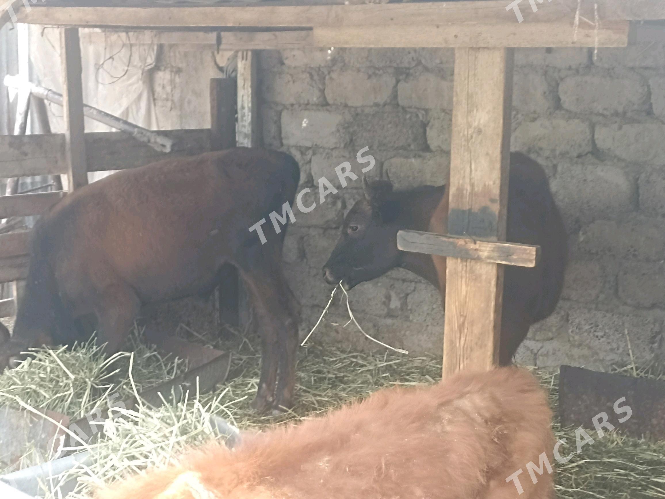 öküzçe tüwe öküz göle - Aşgabat - img 8