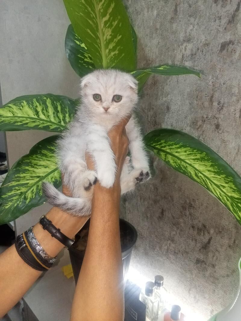 Шотландские котята - Ашхабад - img 9