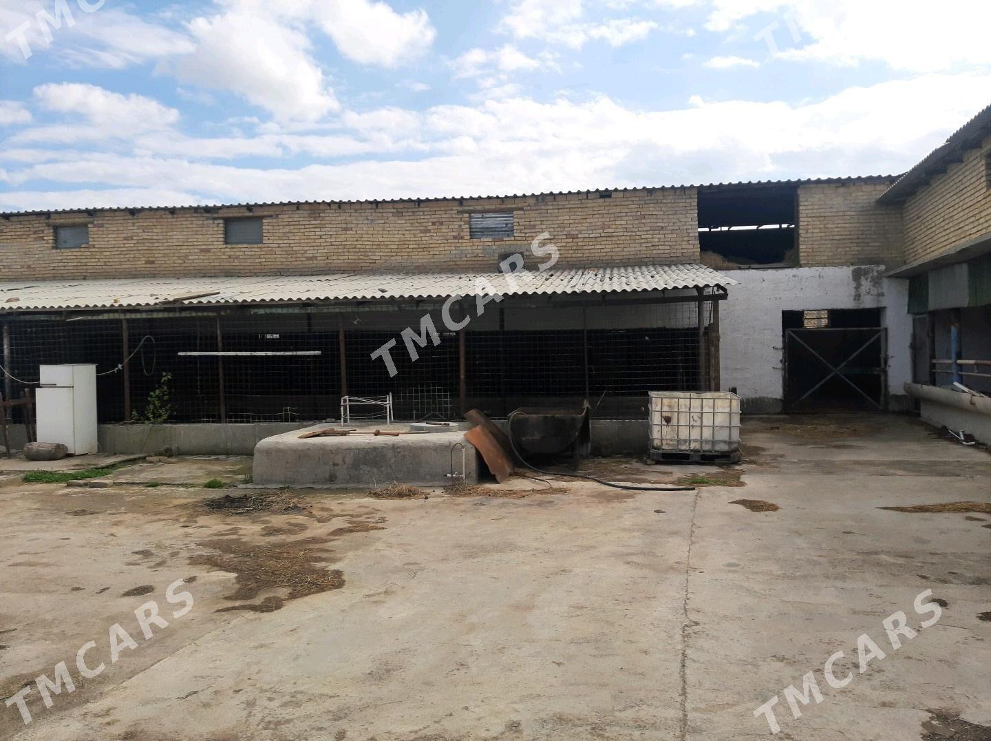 Amatly Howly ici ferma+2 kom - Гёкдепе - img 2