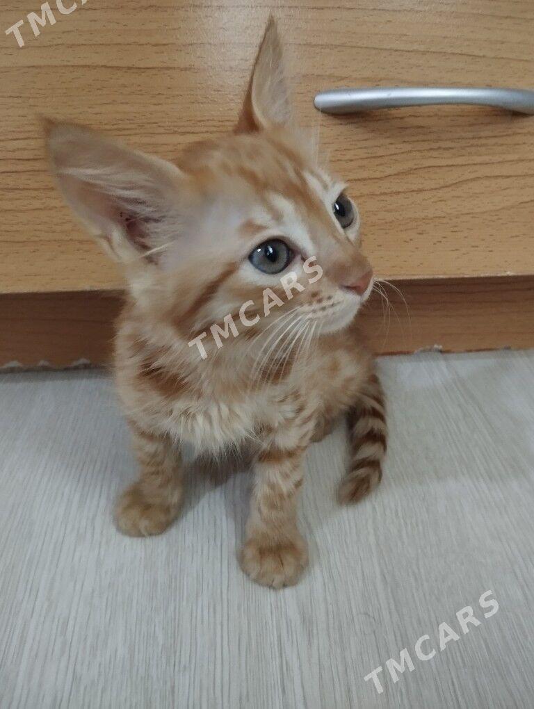 отдам котенка в хорошие руки - Улица Ататурка - img 3