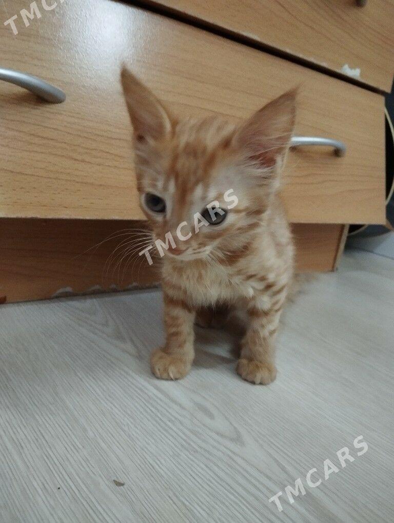 отдам котенка в хорошие руки - Улица Ататурка - img 2