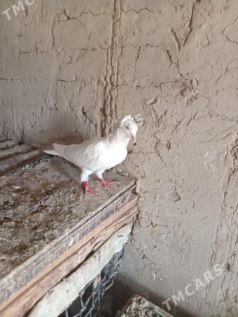 kepderi - Sakarçäge - img 2