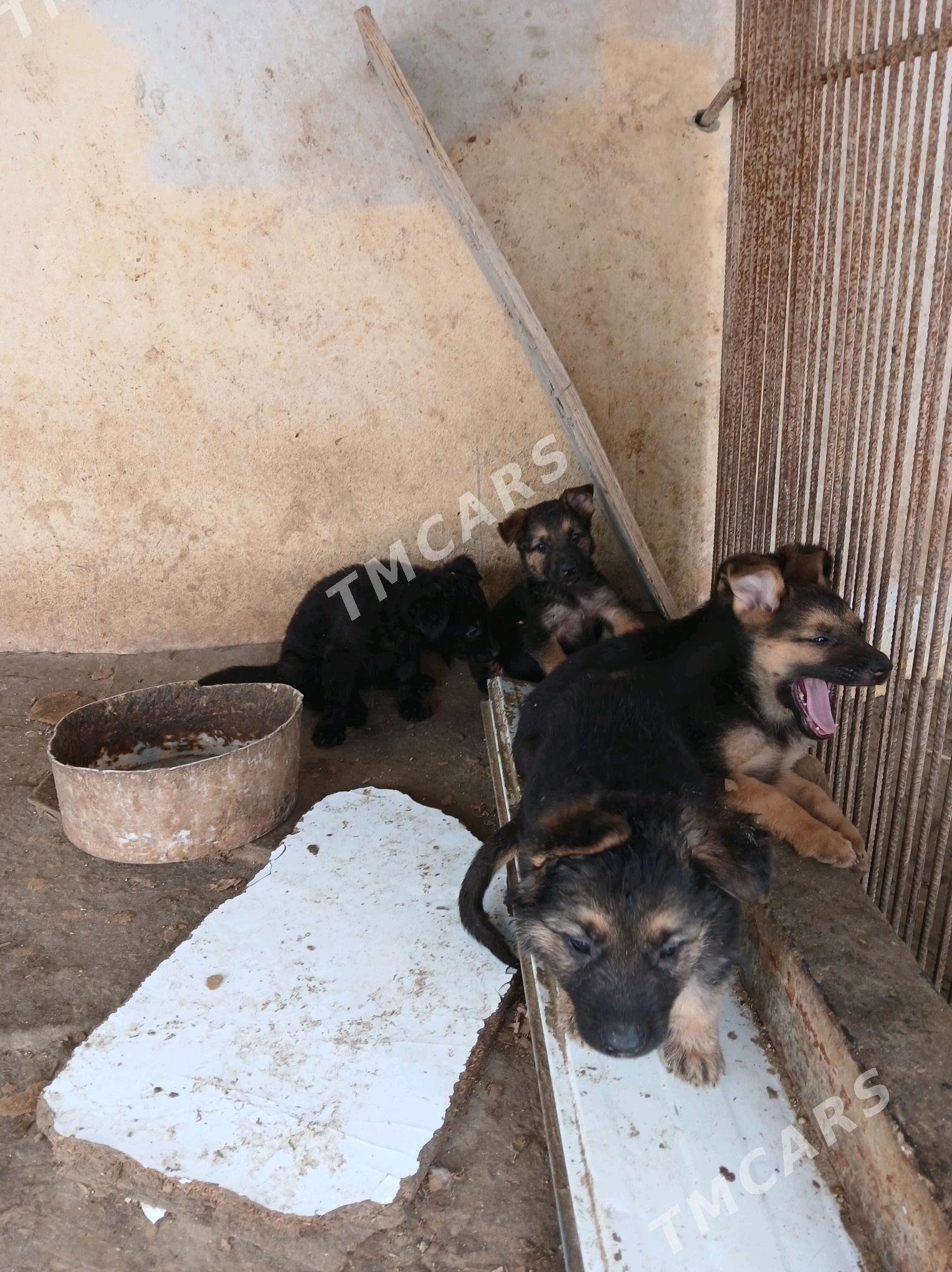 Awçarka - Büzmeýin - img 2