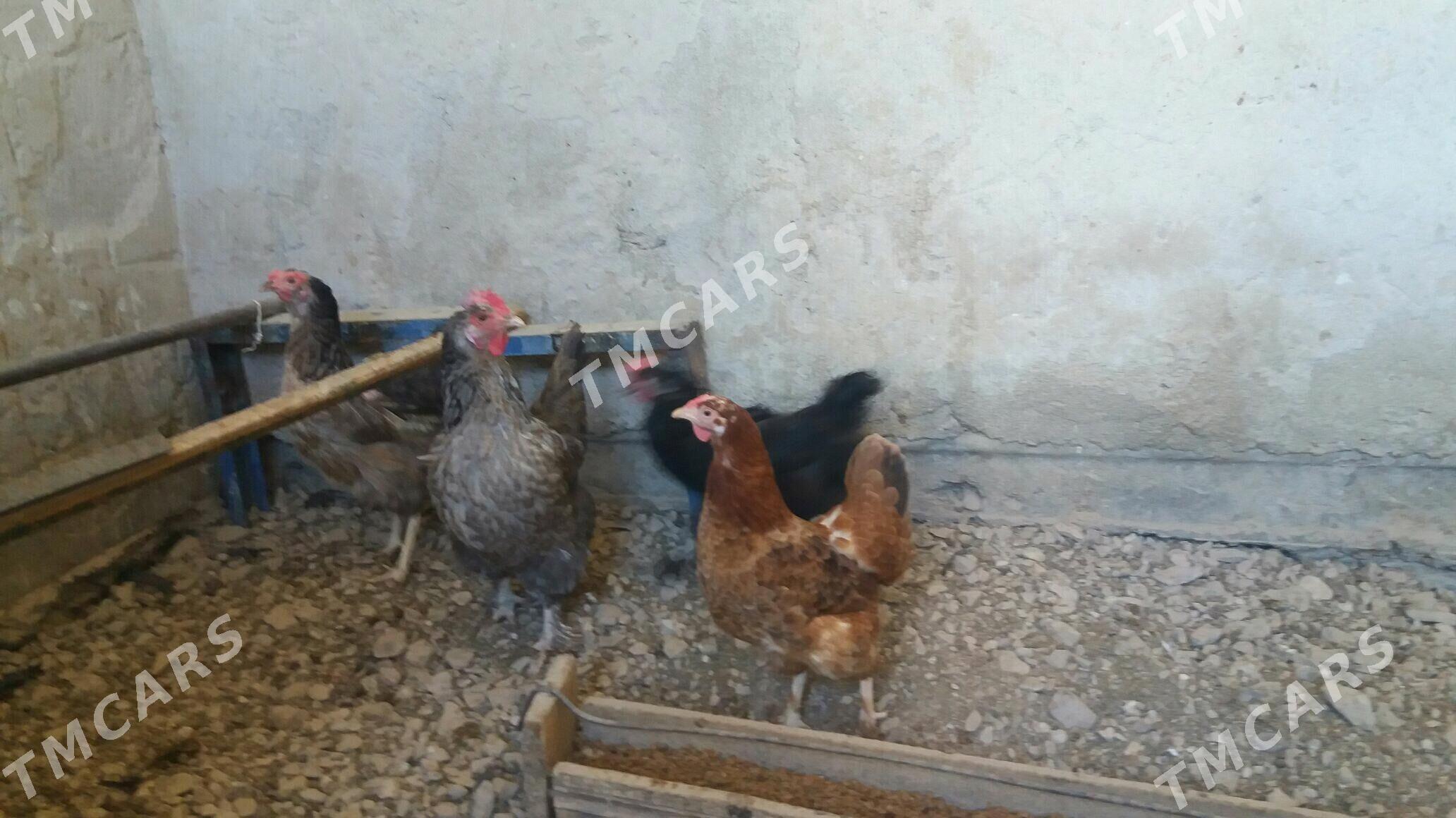 Towuklar we jüýjeler - Балканабат - img 3