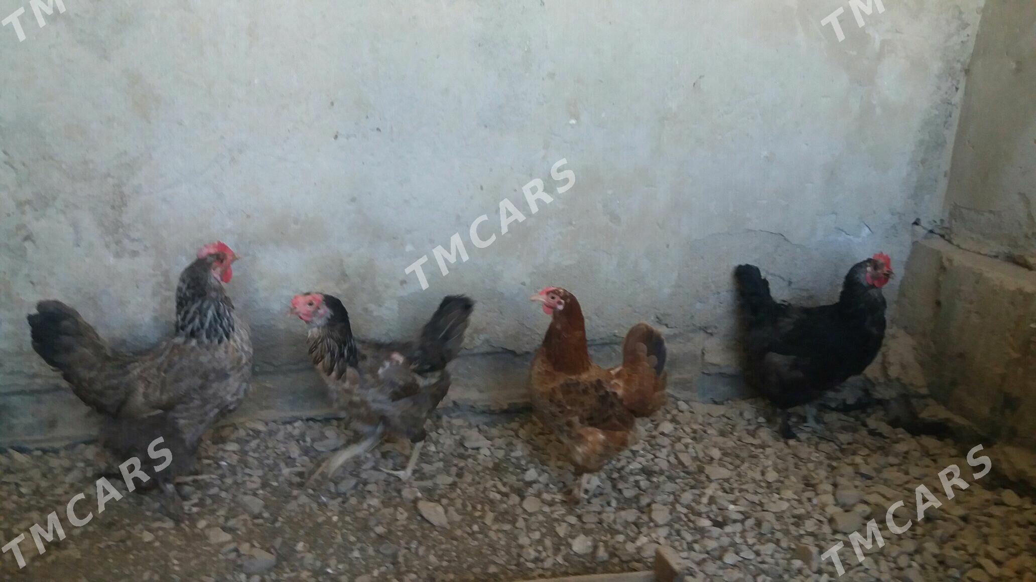Towuklar we jüýjeler - Балканабат - img 2