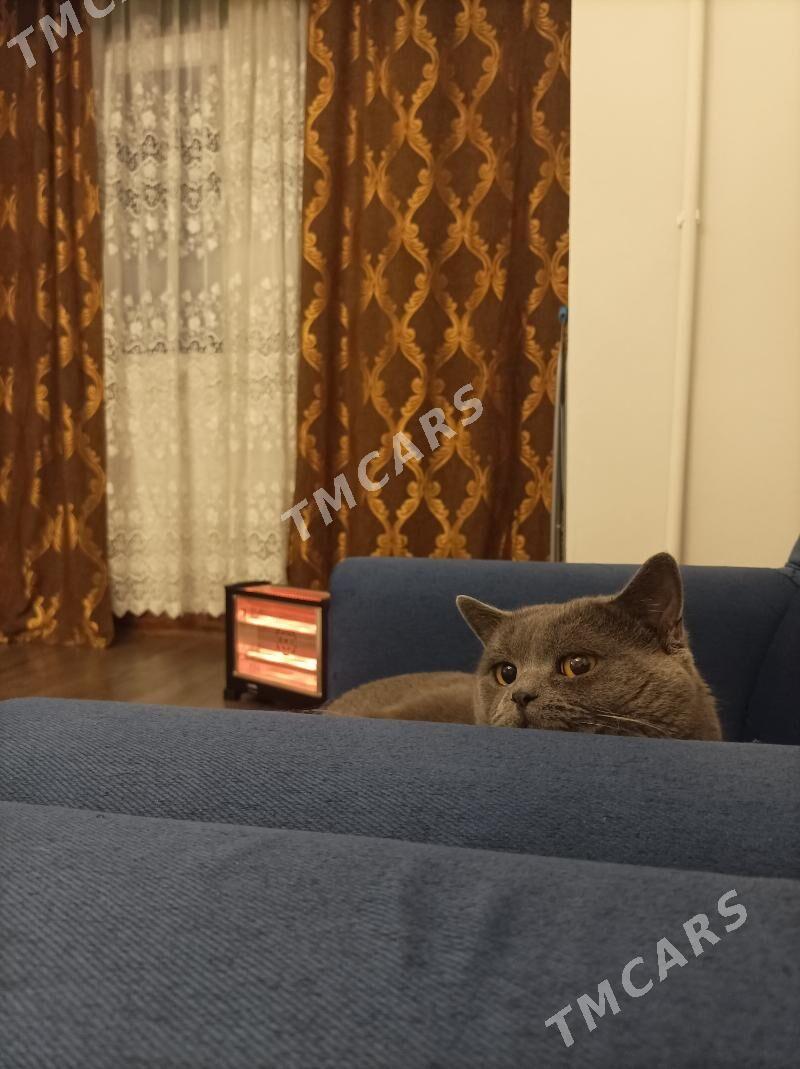 отдам кота - Ашхабад - img 3