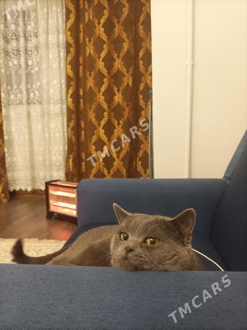 отдам кота - Ашхабад - img 2