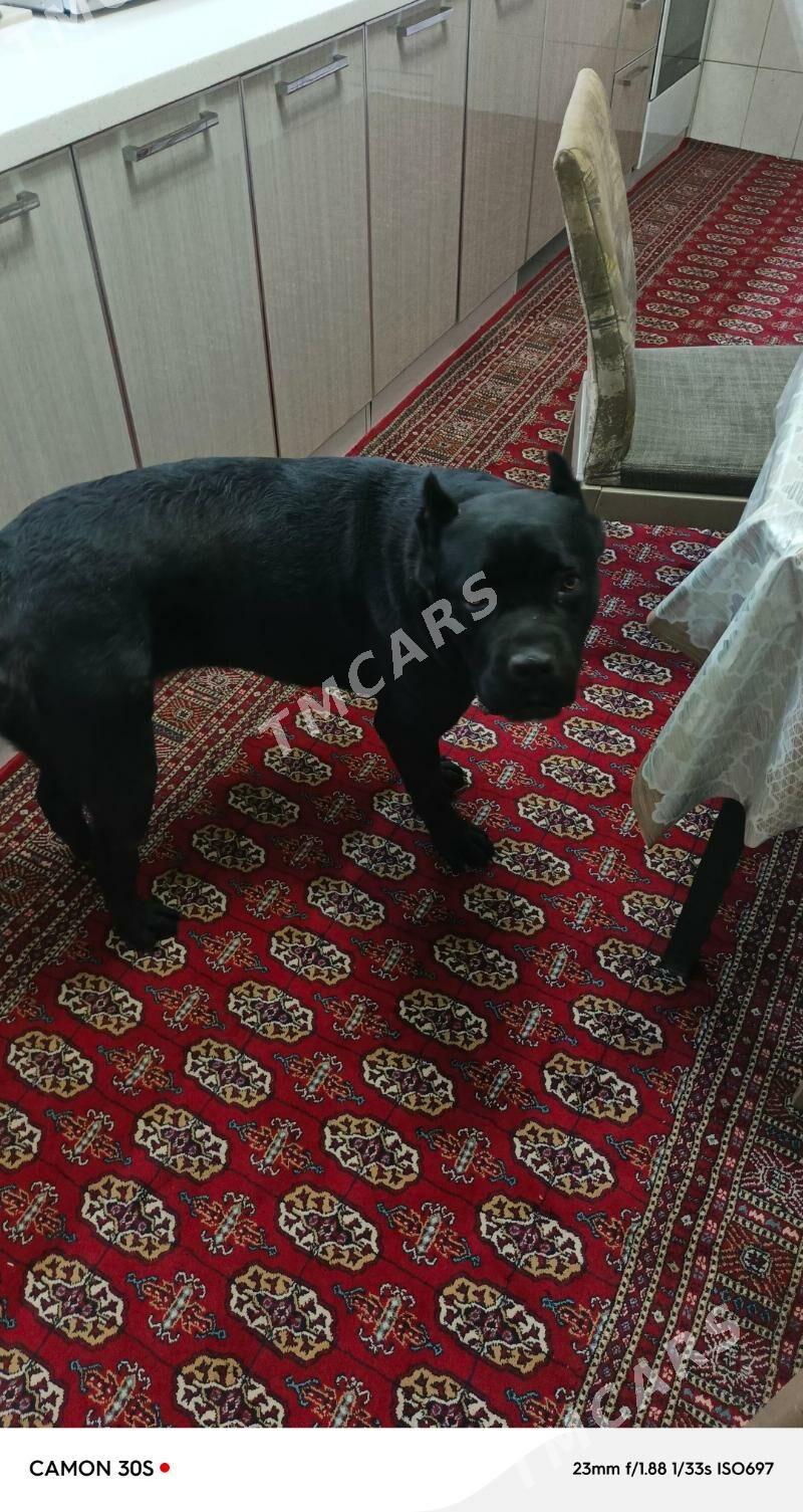 Собака - 30 mkr - img 4