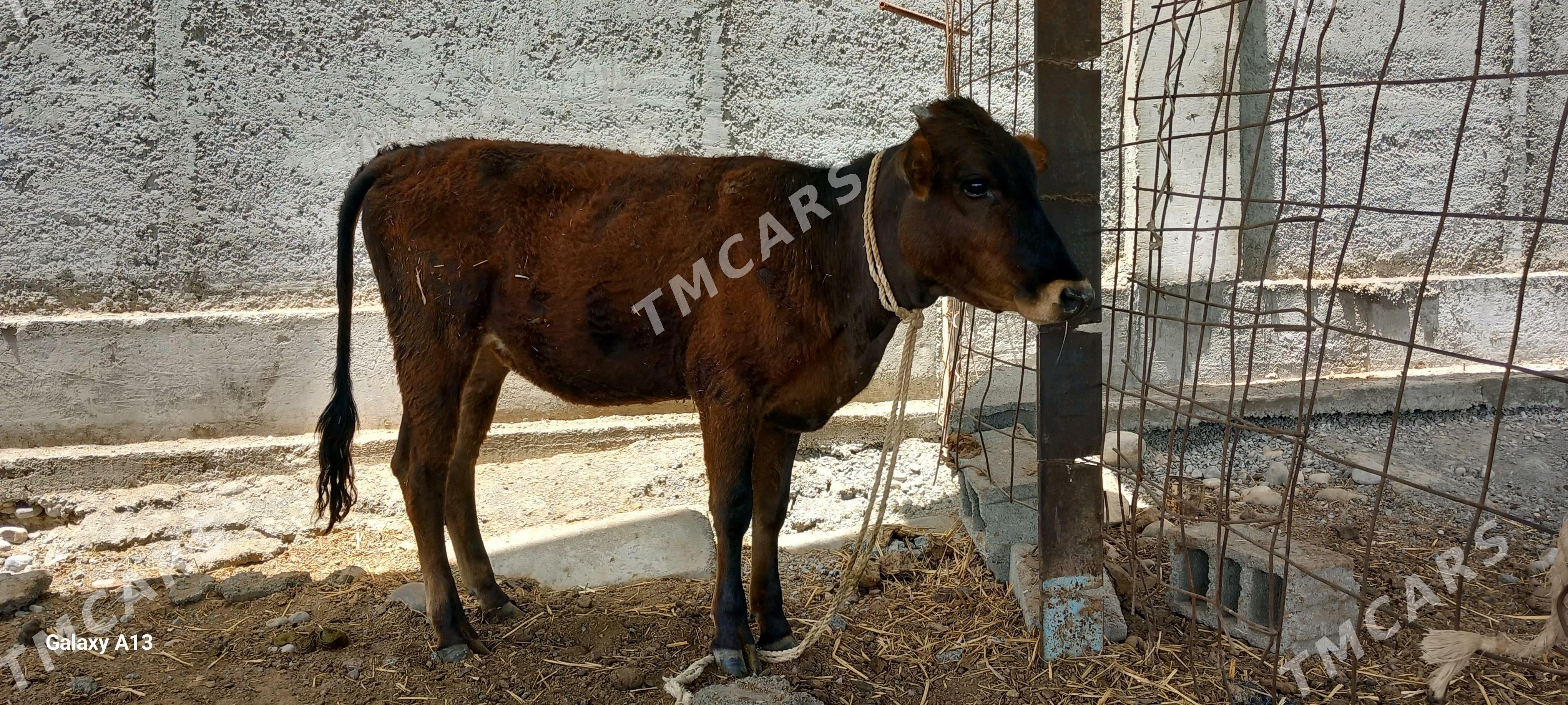 tohum tuwe - Garadamak - img 2