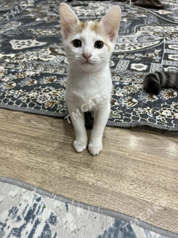 Котята Отдам Даром - Ашхабад - img 5