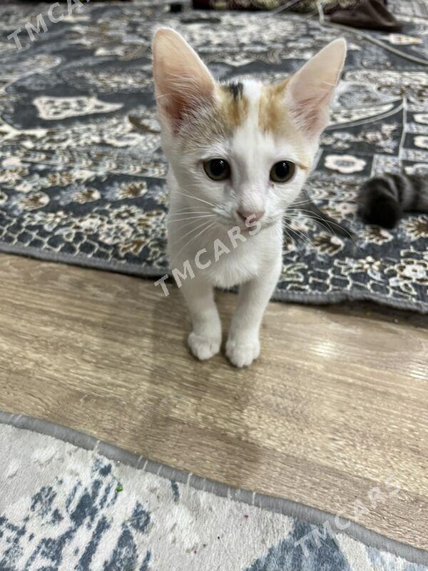 Котята Отдам Даром - Ашхабад - img 2