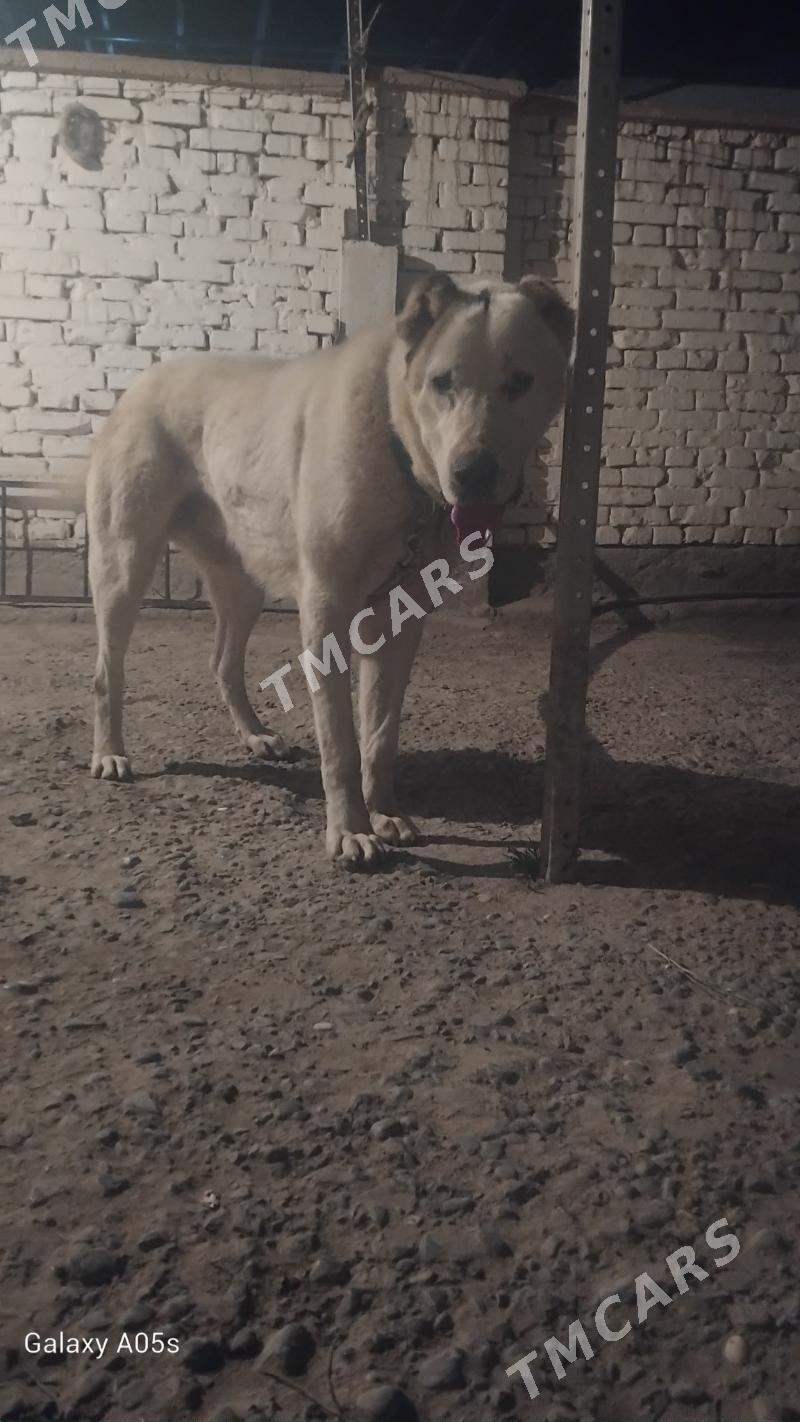 Turkmen Alabaỳ - Теджен - img 2
