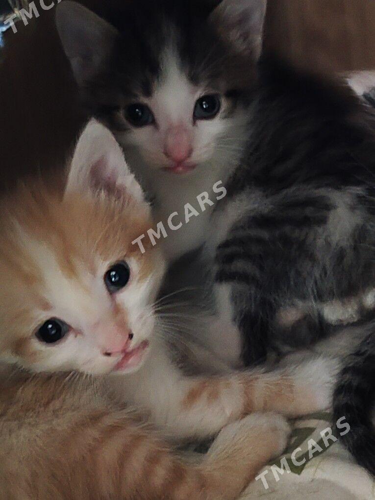 Красивые котята - Ашхабад - img 3