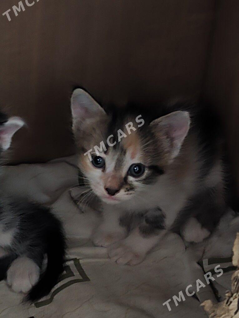 Красивые котята - Ашхабад - img 2