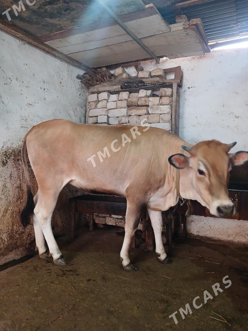 Tüwe - Ашхабад - img 2