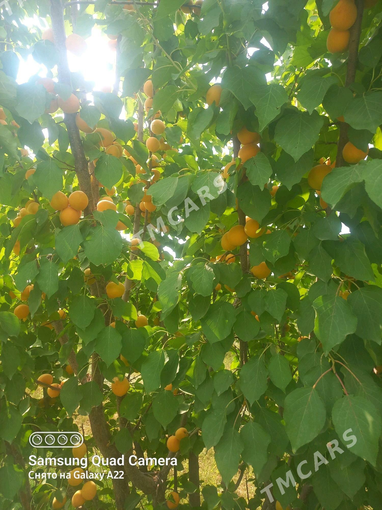 ekin yer - Gökdepe - img 3