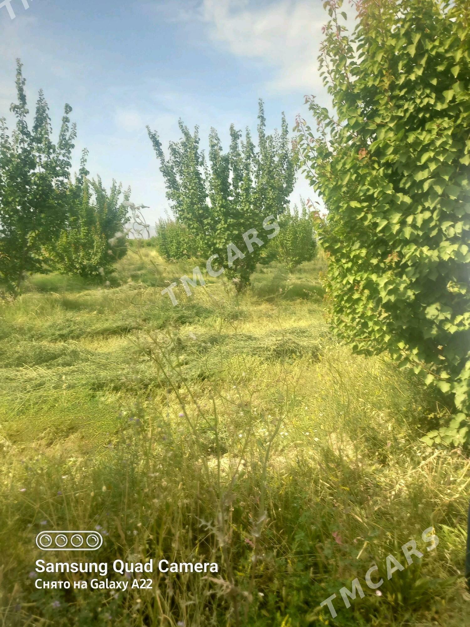 ekin yer - Gökdepe - img 2