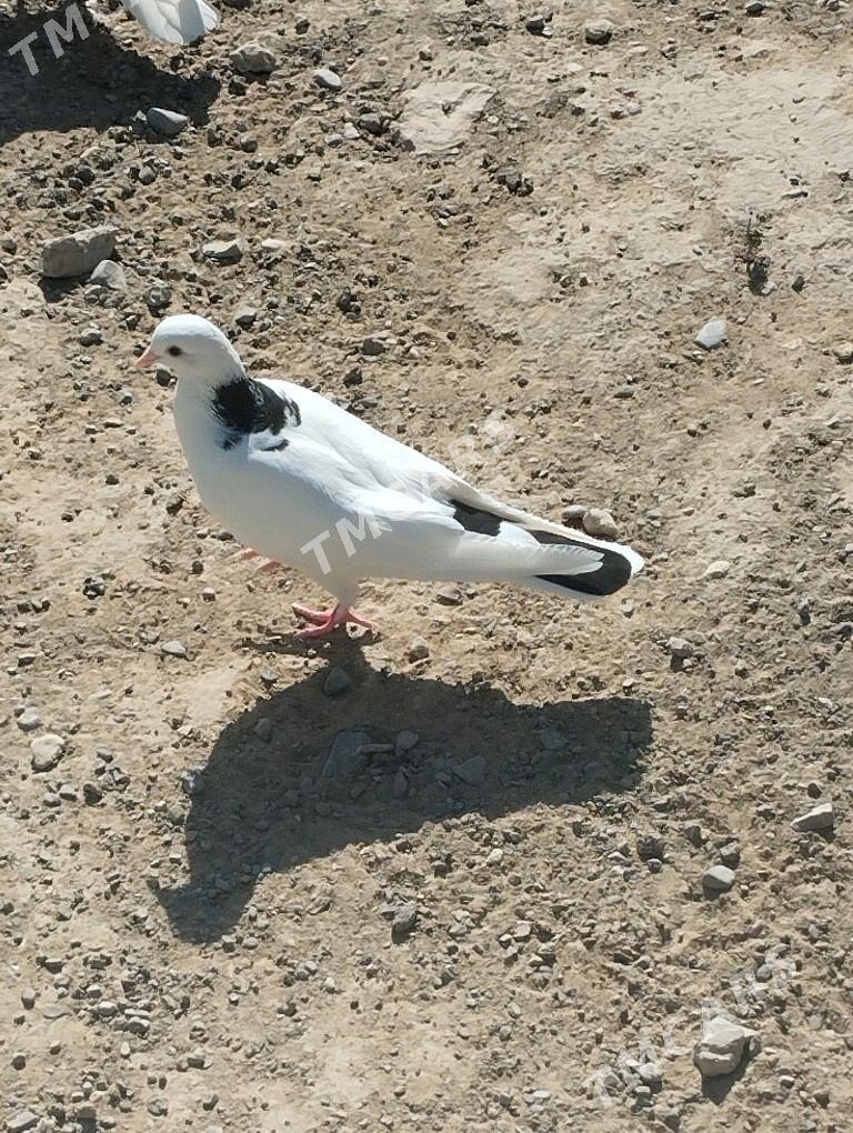 kepderi - Gyzylarbat - img 7