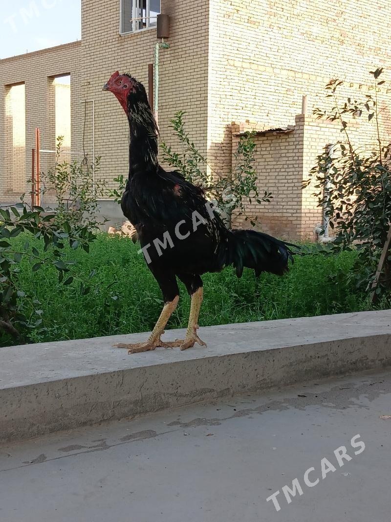 Baýsy Horaz - Çärjew - img 3