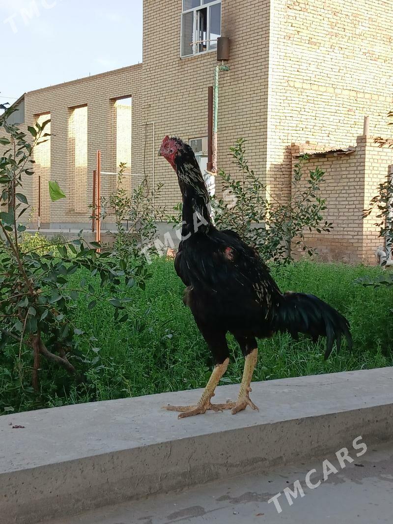 Baýsy Horaz - Çärjew - img 2