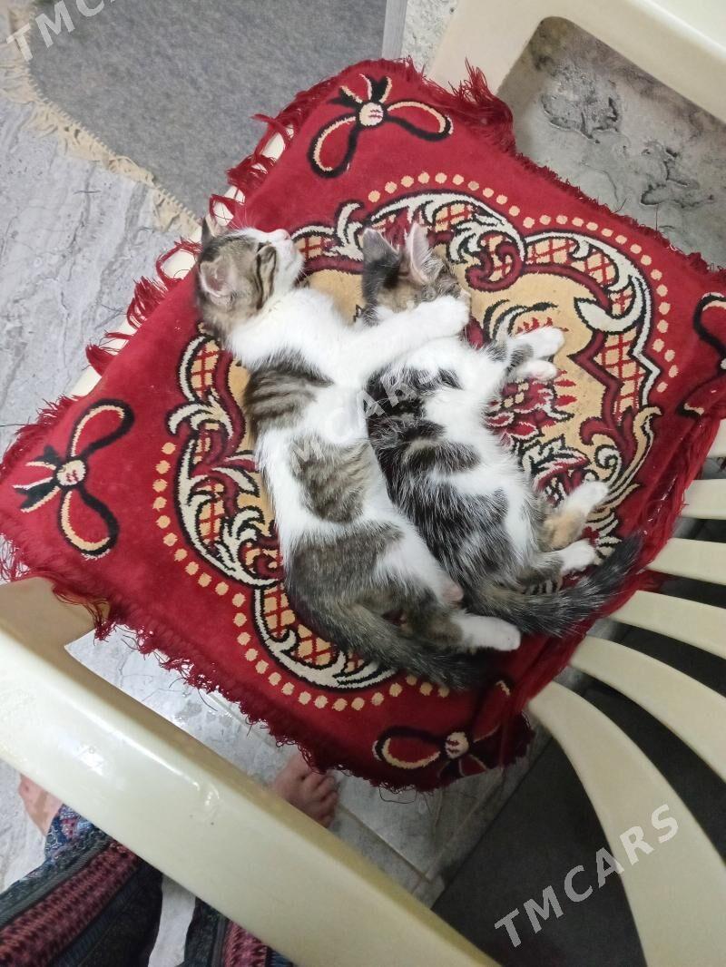 Котята - Туркменабат - img 2