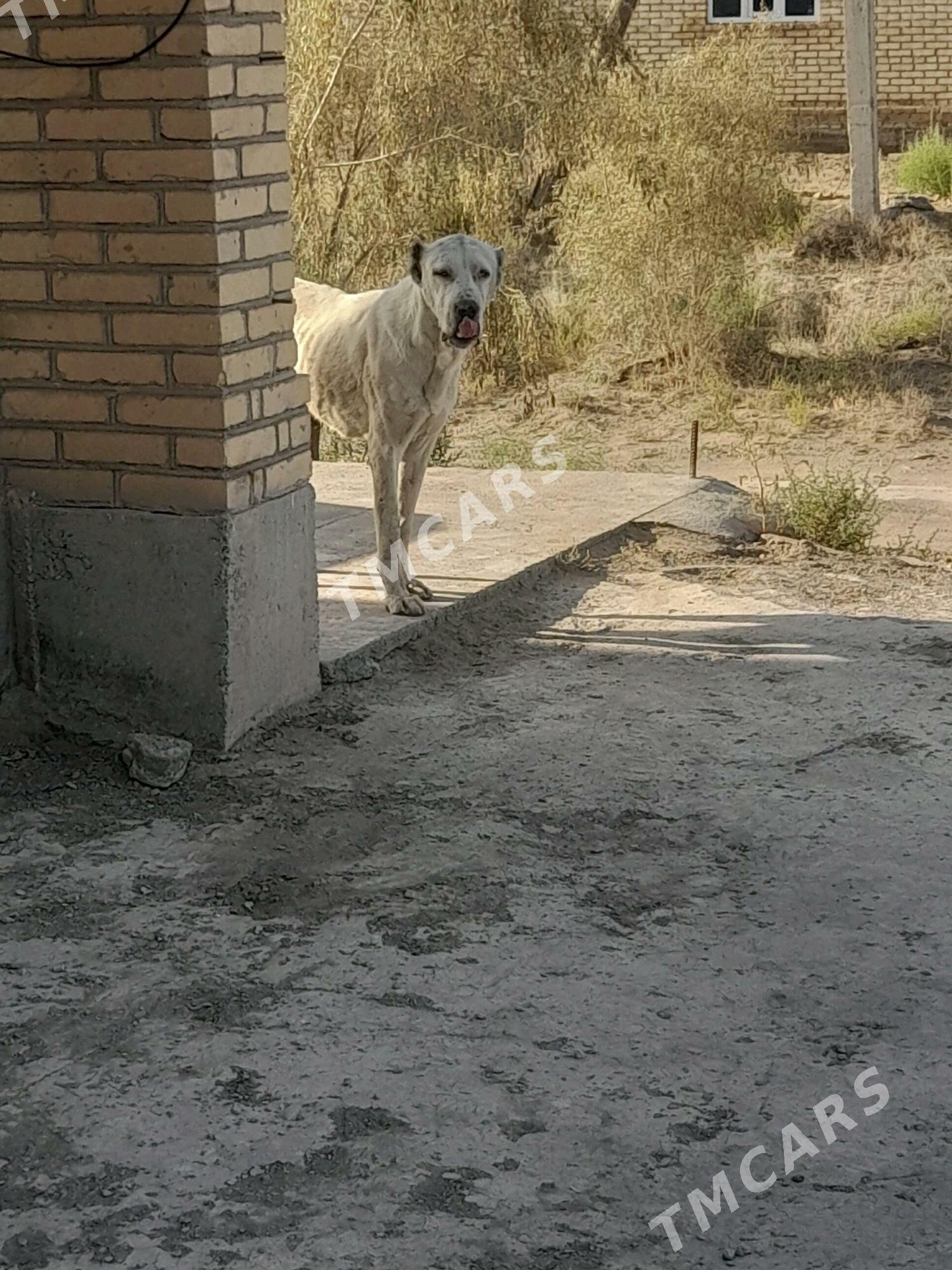 Akguş - Saýat - img 3