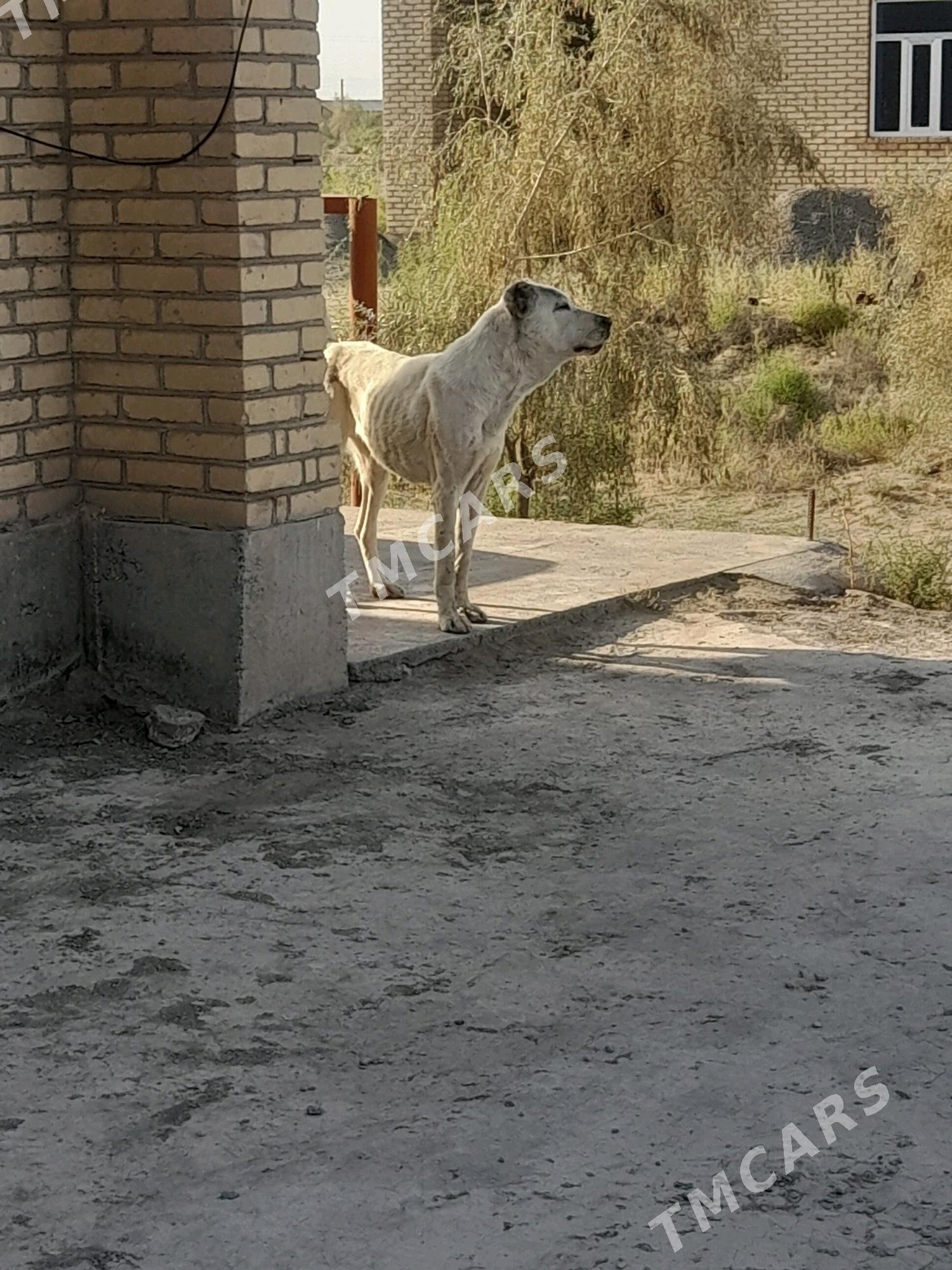 Akguş - Saýat - img 2