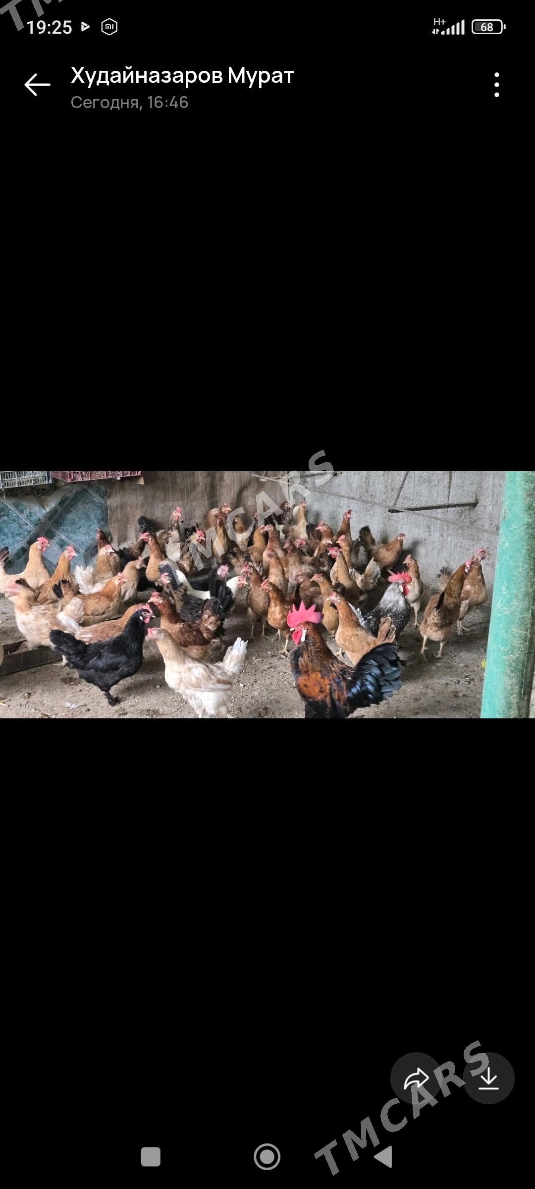 Towuk - Çoganly - img 2