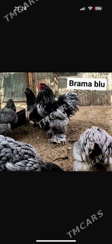 brama juje - Balkanabat - img 3