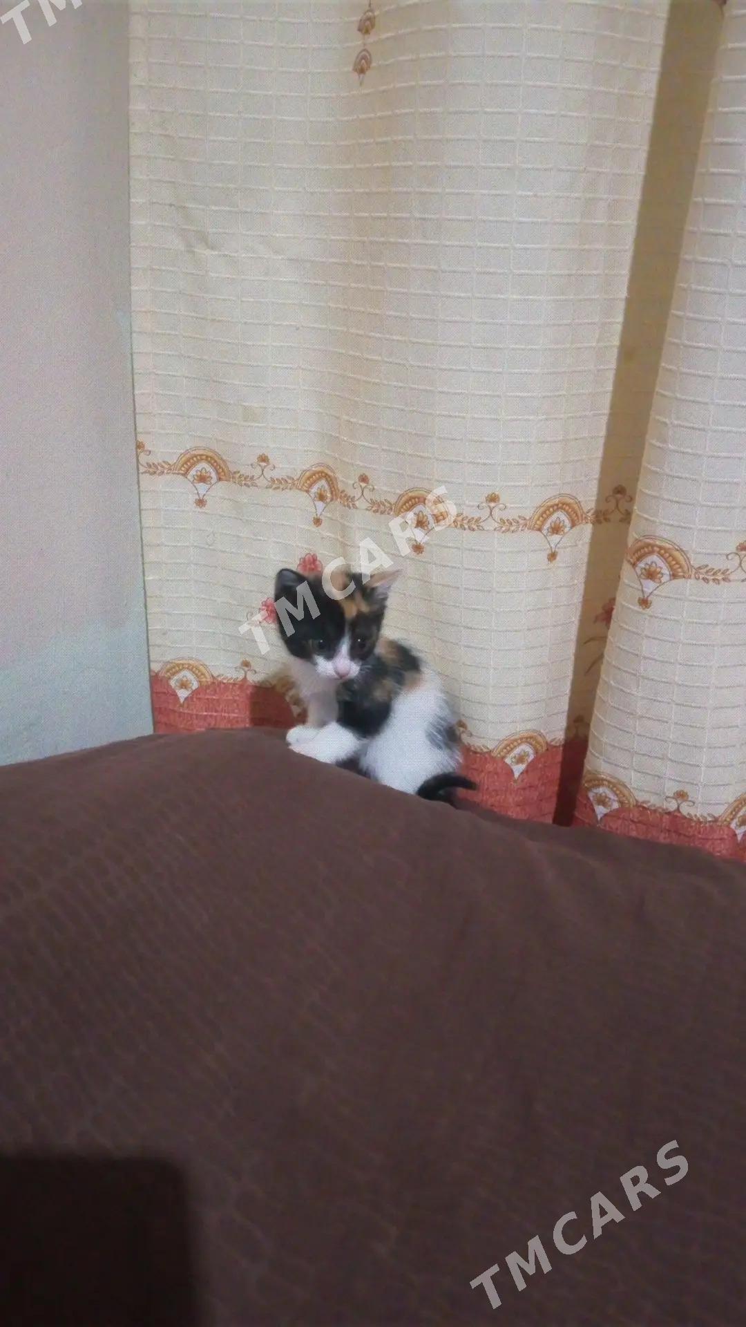 котята - Mary - img 2