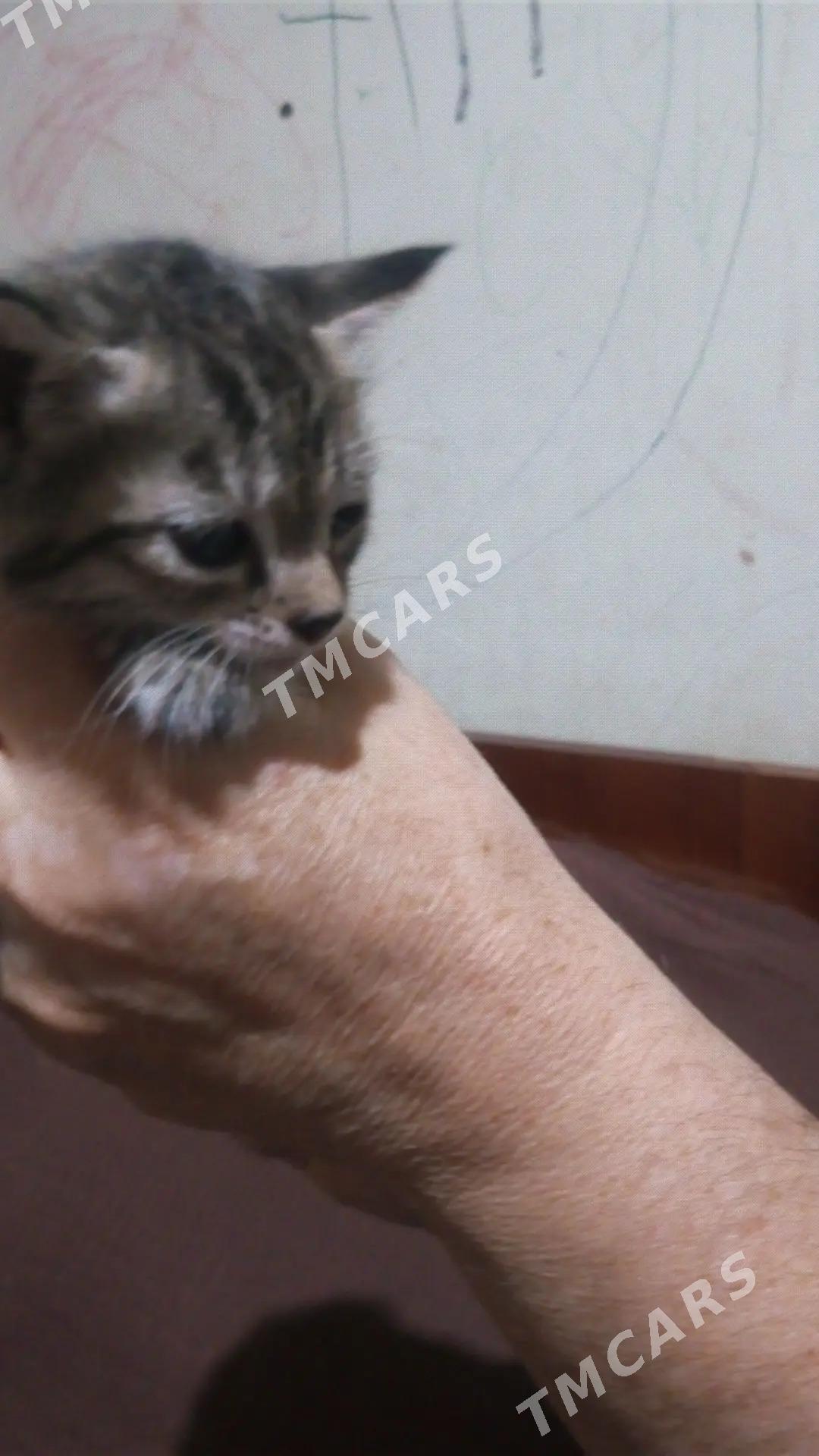 котята - Mary - img 3