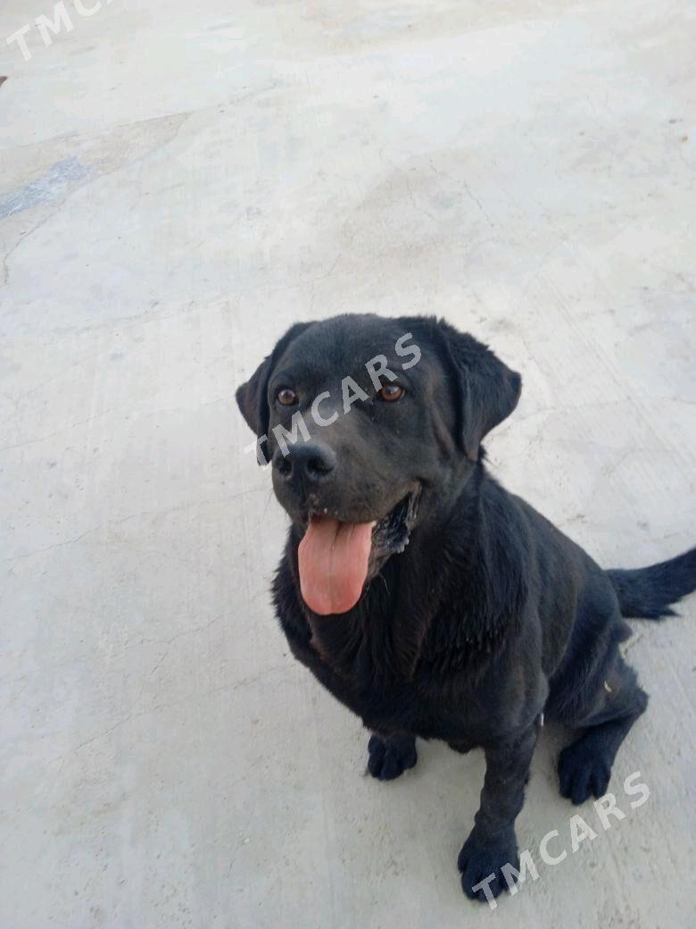 İt Wofka - Balkanabat - img 2