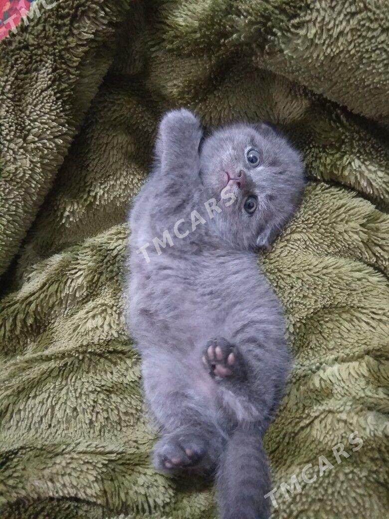 котята - Türkmenabat - img 2