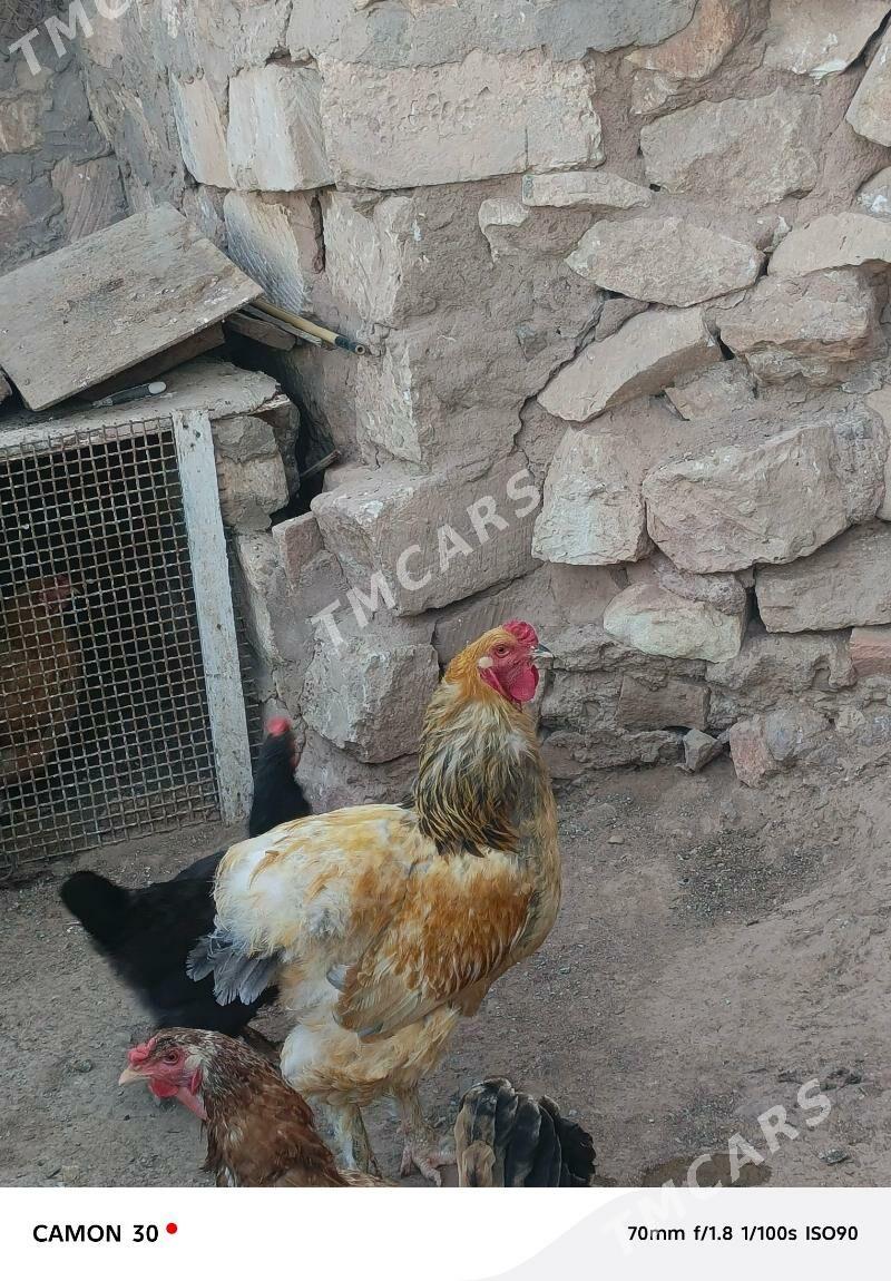Horoz - Türkmenbaşy - img 2